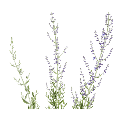 Blauraute – Perovskia atriplicifolia online kaufen | Blau, Bienenfreundlich &amp; Pflegeleicht – Wurzelwerk Design - Wurzelwerk Design