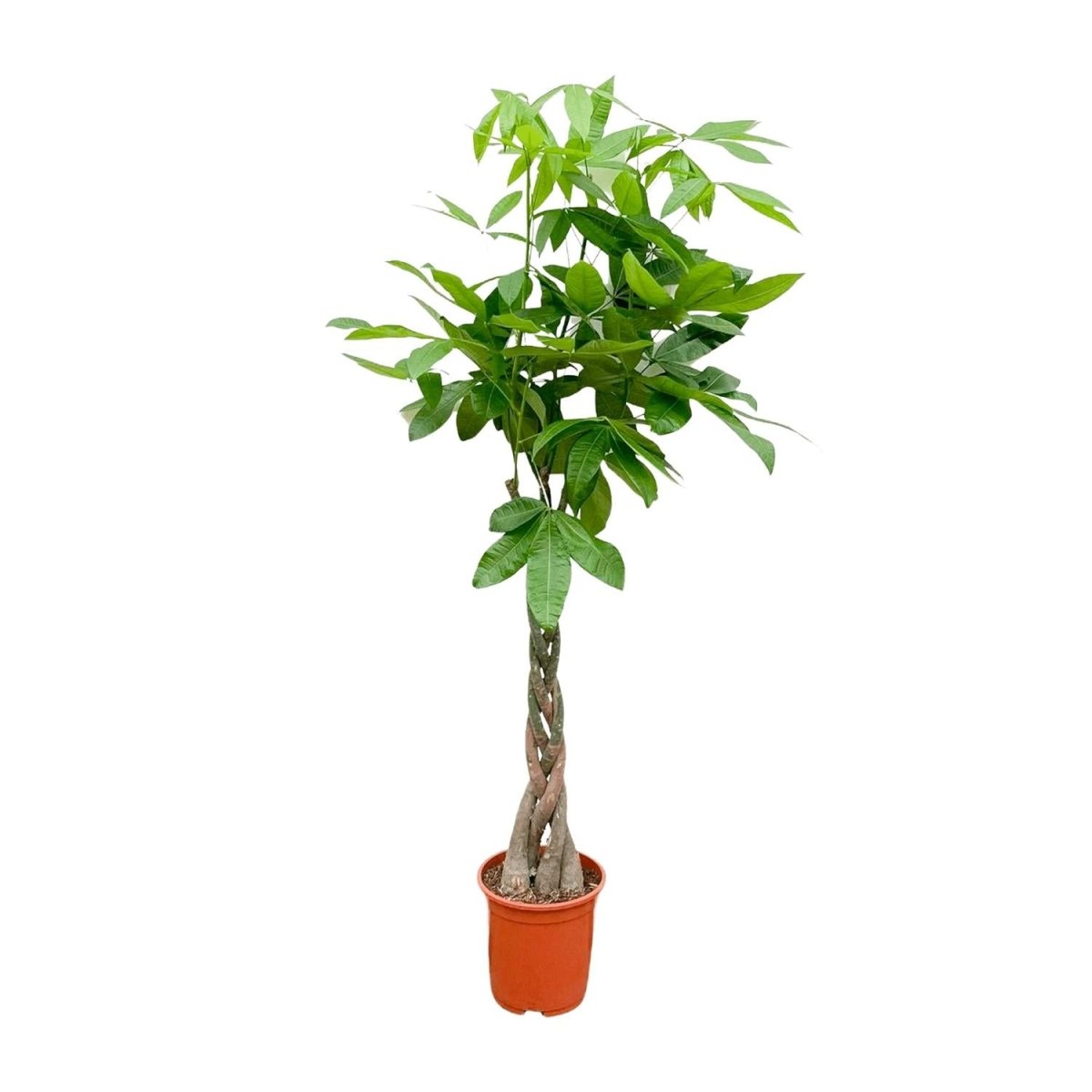 Pachira aquatica 140 cm | Glückskastanie im Ø27 cm - Wurzelwerk Design