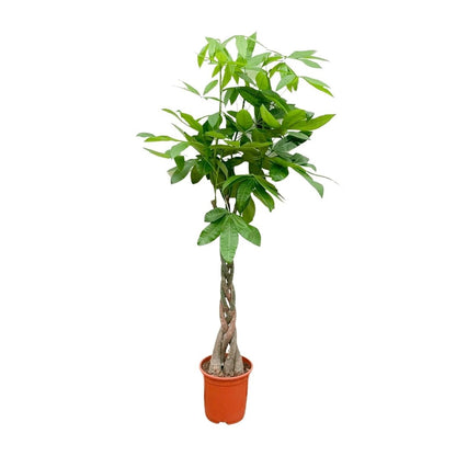 Pachira aquatica 140 cm | Glückskastanie im Ø27 cm - Wurzelwerk Design