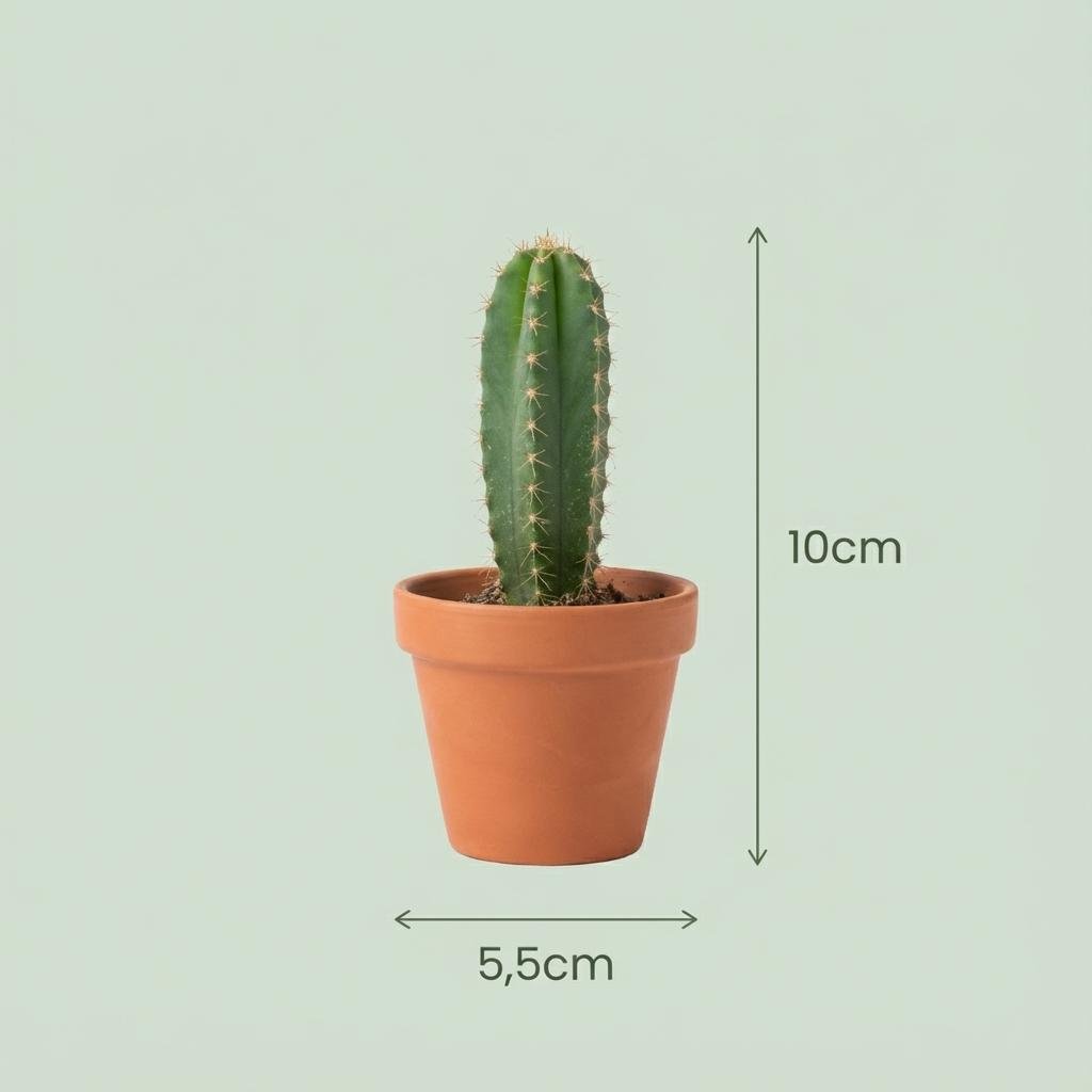 Mini Kakteen und Sukkulenten Mix, 18 Stück, Durchmesser 5,5 cm, Höhe 5-10 cm, Everspring, kleine Pflanzen in Töpfen