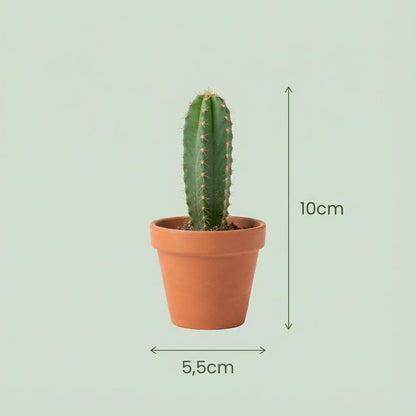 Mini Kakteen und Sukkulenten Mix, 18 Stück, Durchmesser 5,5 cm, Höhe 5-10 cm, Everspring, kleine Pflanzen in Töpfen