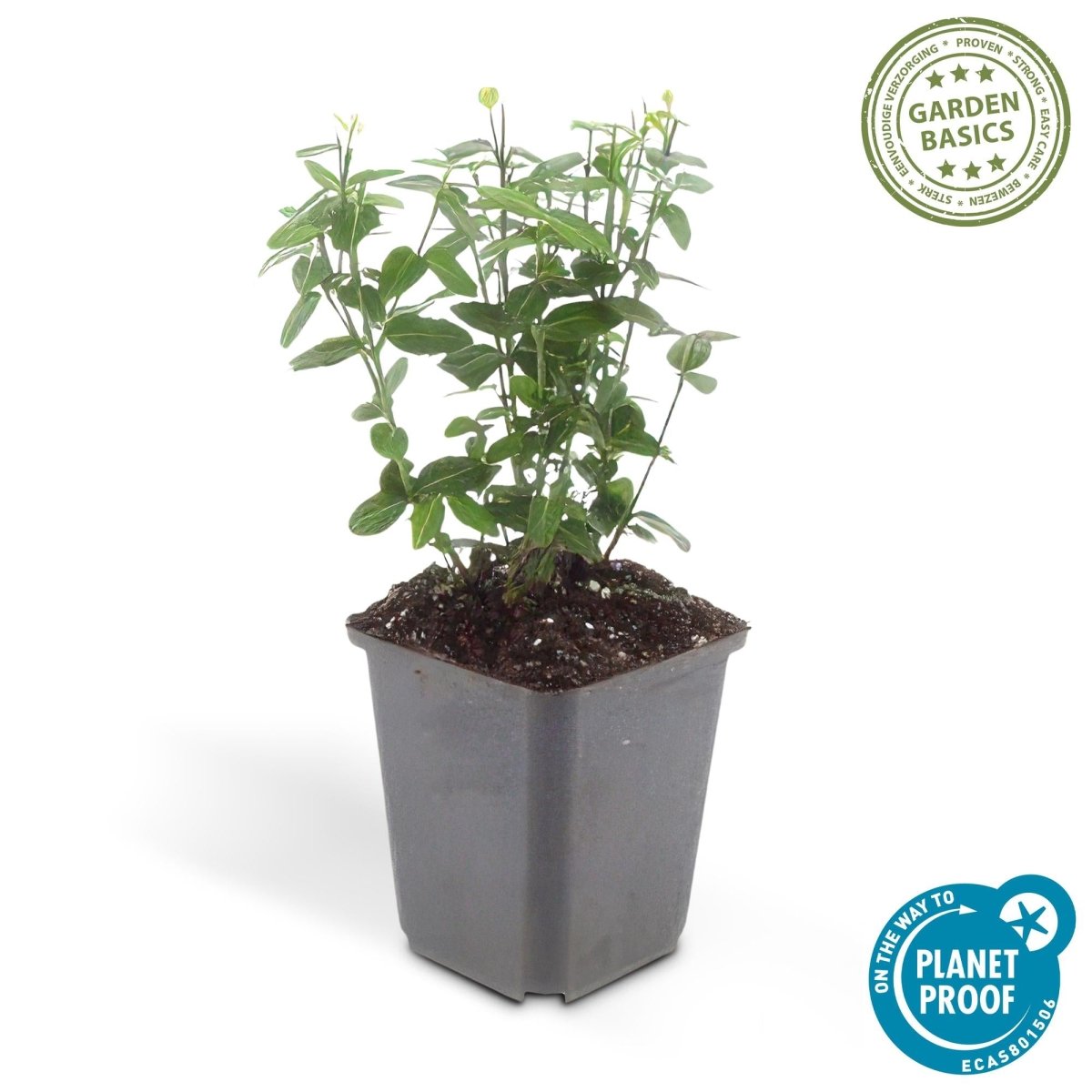 24x Euonymus fortunei radicans - Höhe 10 - 25 cm - Ø 9 cm - Wurzelwerk Design
