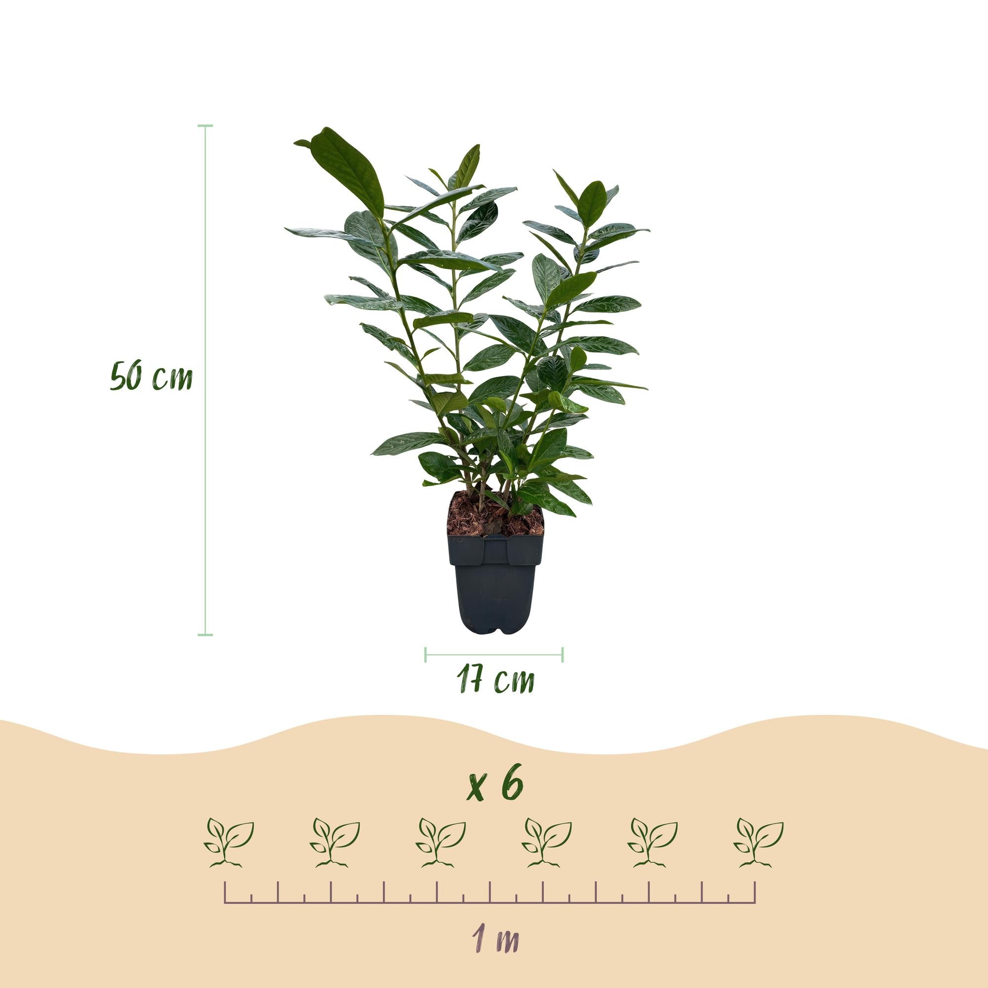 Kirschlorbeer Novita – Prunus laurocerasus online kaufen | 6 Pflanzen für 1 m Hecke, immergrün &amp; frosthart – Wurzelwerk Design