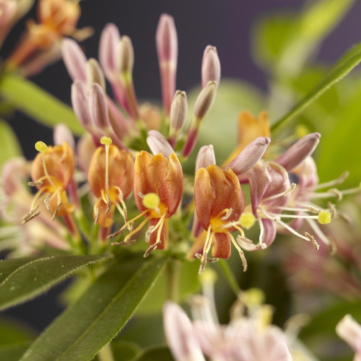 Lonicera henryi | Immergrünes Geißblatt – Duftende, schnellwachsende Kletterpflanze