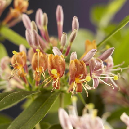 Lonicera henryi | Immergrünes Geißblatt – Duftende, schnellwachsende Kletterpflanze