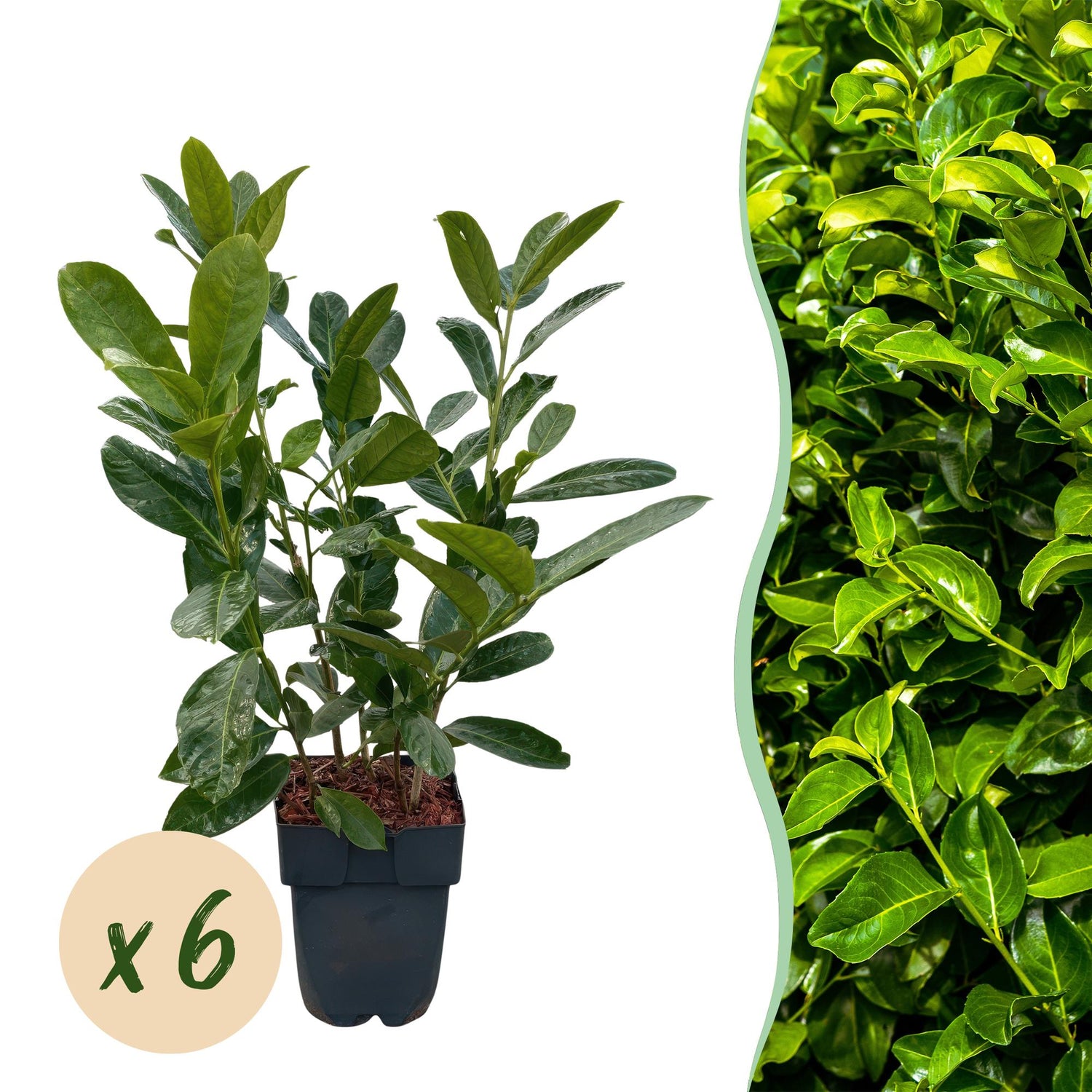 Kirschlorbeer Rotundifolia – Prunus laurocerasus online kaufen | 6 Pflanzen für 1 m Hecke, immergrün &amp; blickdicht – Wurzelwerk Design