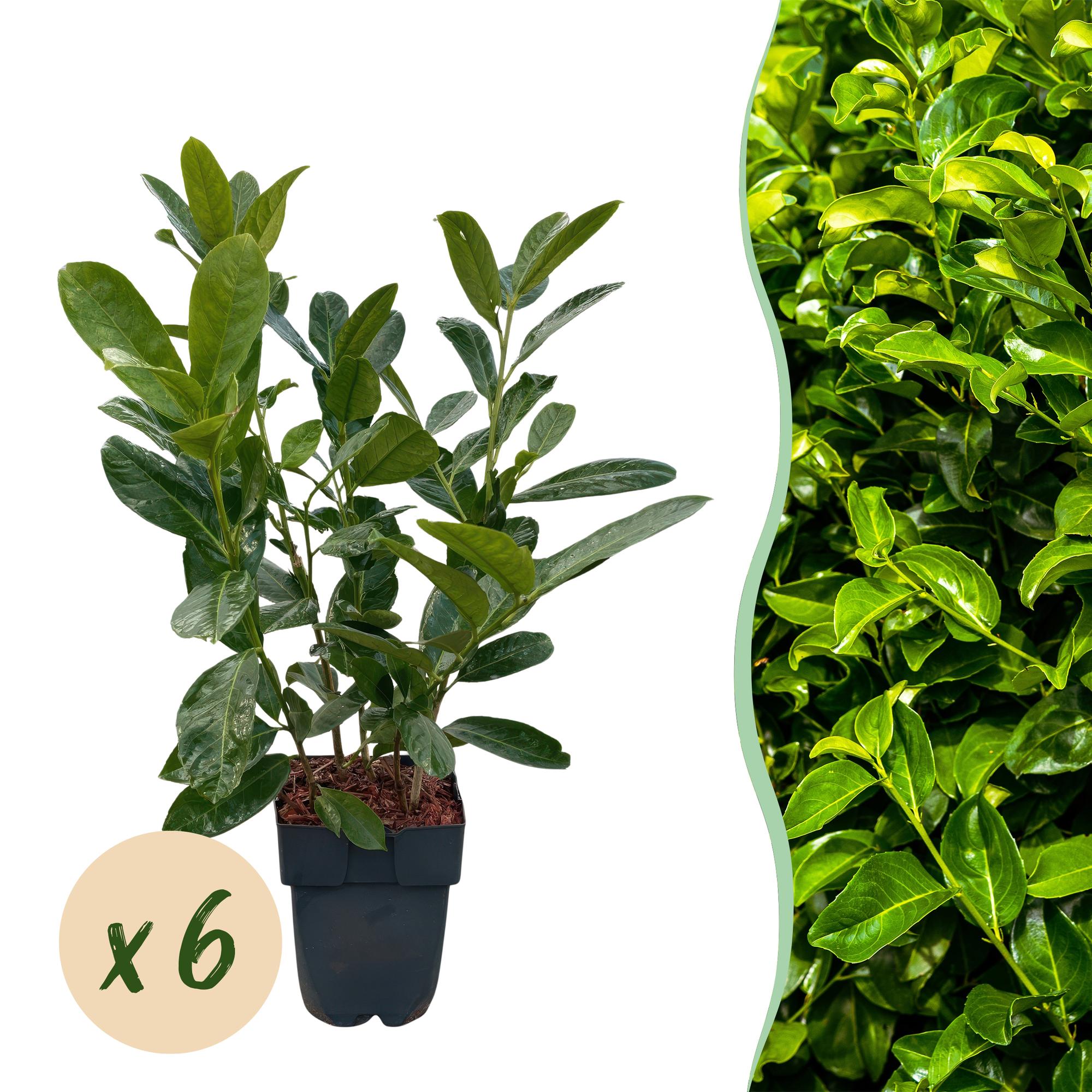 Kirschlorbeer Rotundifolia – Prunus laurocerasus online kaufen | 6 Pflanzen für 1 m Hecke, immergrün &amp; blickdicht – Wurzelwerk Design
