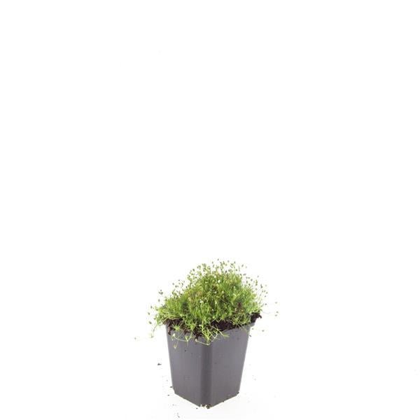 Sagina subulata – 24 Pflanzen Ø 9 cm Höhe 10–25 cm – Immergrüner, trittfester Moos - Bodendecker für sonnige &amp; halbschattige Lagen - Wurzelwerk Design