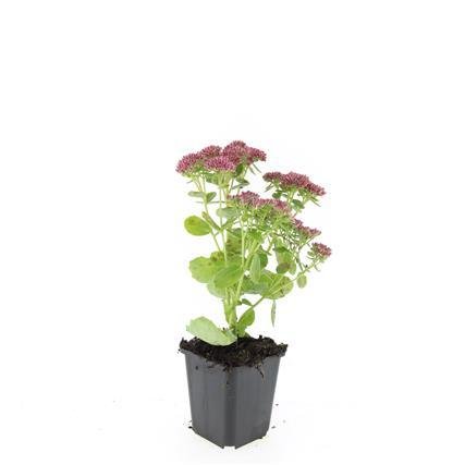 Sedum ‘Herbstfreude’ – 24 Stück, Ø 9 cm Topf, Wuchshöhe 10 - 25 cm – Pflegeleichte, winterharte Staude mit spätem Blütenzauber - Wurzelwerk Design