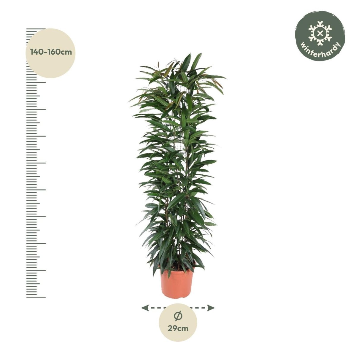 Ficus Alii King – Elegante Bananenpflanze für Innenräume - Wurzelwerk Design