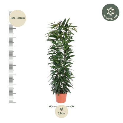 Ficus Alii King – Elegante Bananenpflanze für Innenräume - Wurzelwerk Design