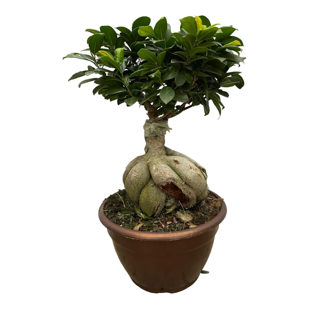 Ficus Microcarpa Ginseng – Eleganter Bonsai für Innenräume - Wurzelwerk Design