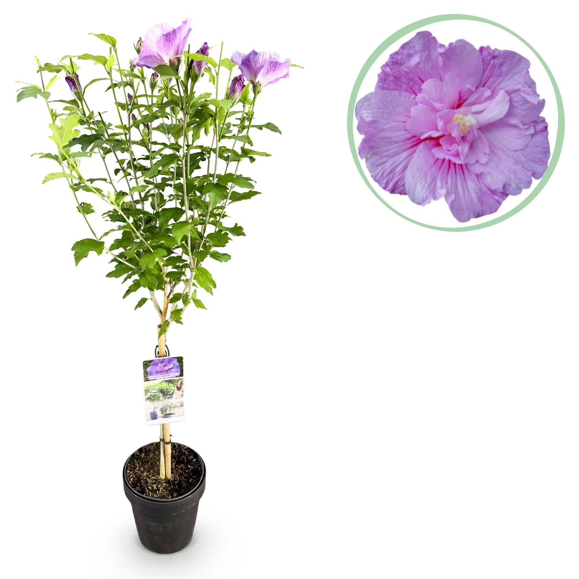 Lavender Chiffon Hibiscus syriacus, winterharte Terrassenpflanze mit lila Blüten, Topf 19cm, ca. 90cm hoch, Everspring.