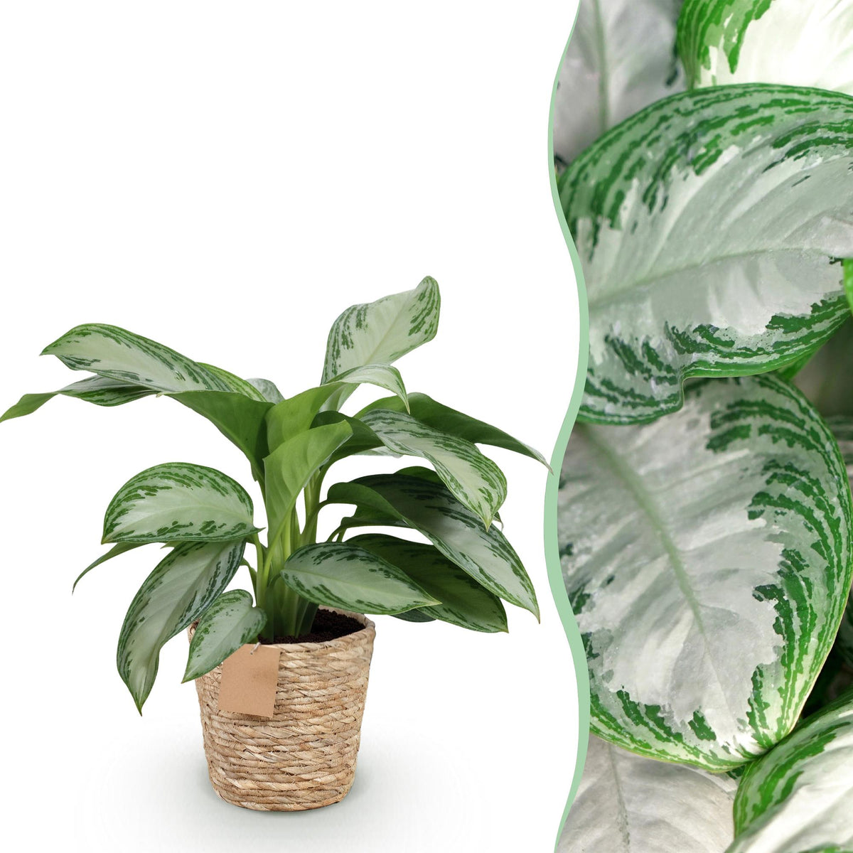 Everspring Aglaonema Silver Bay Silberblatt in Korb, 70-75 cm hoch, grüne Blätter mit silbrigen Mustern, Zimmerpflanze