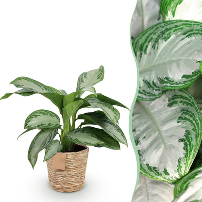 Everspring Aglaonema Silver Bay Silberblatt in Korb, 70-75 cm hoch, grüne Blätter mit silbrigen Mustern, Zimmerpflanze