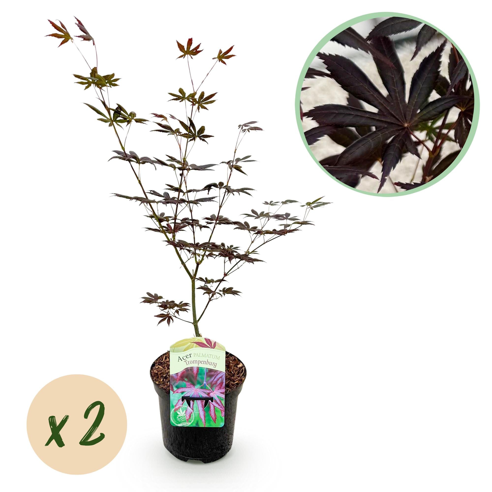Japanischer Ahorn Acer palmatum Trompenburg, dunkel lila, 2 Pflanzen im 19cm Topf, laubabwerfend, Höhe 70cm, Everspring