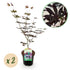 Japanischer Ahorn Acer palmatum Trompenburg, dunkel lila, 2 Pflanzen im 19cm Topf, laubabwerfend, Höhe 70cm, Everspring