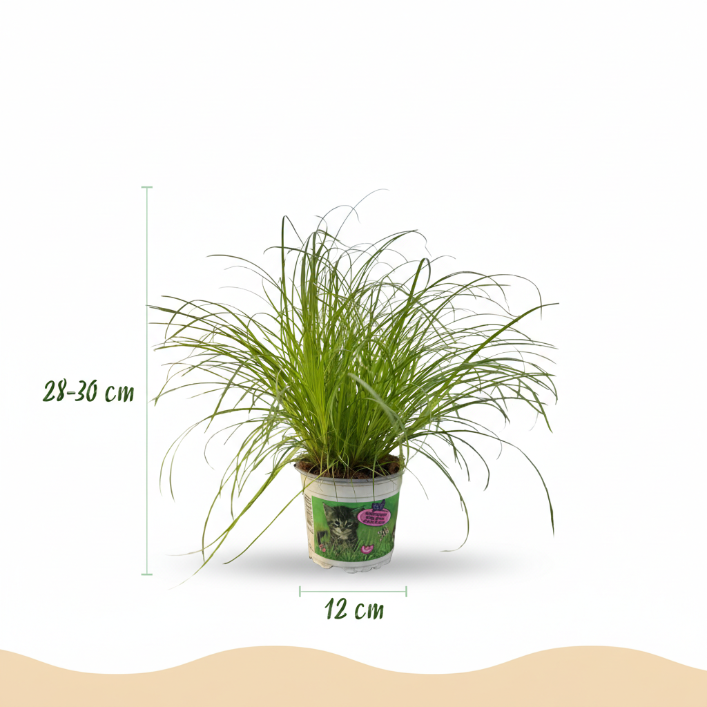 Everspring Cyperus alternifolius Katzenpflanze in Topf mit Durchmesser 12 cm, grüne Pflanze mit schmalen Blättern