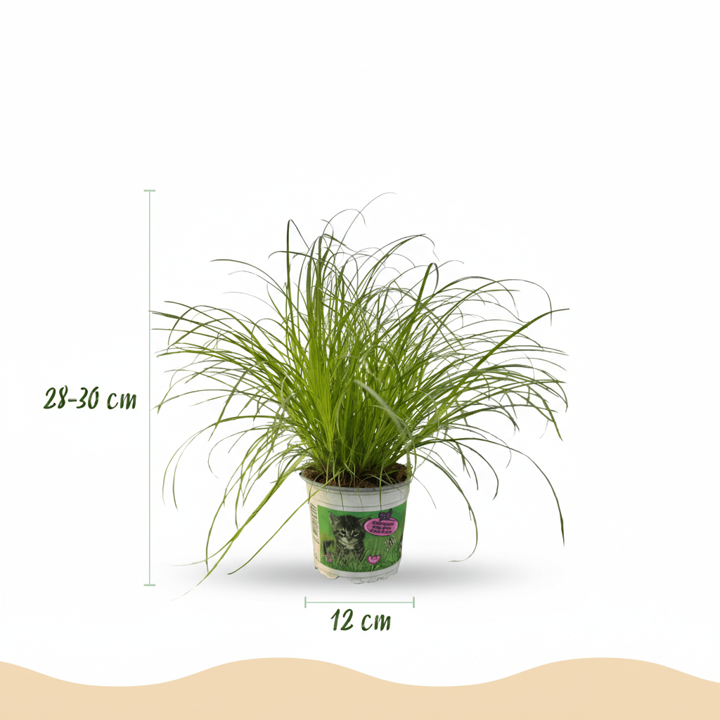 Katzenpflanze kaufen | Cyperus alternifolius Zumula – Topf Ø 12 cm - Wurzelwerk Design