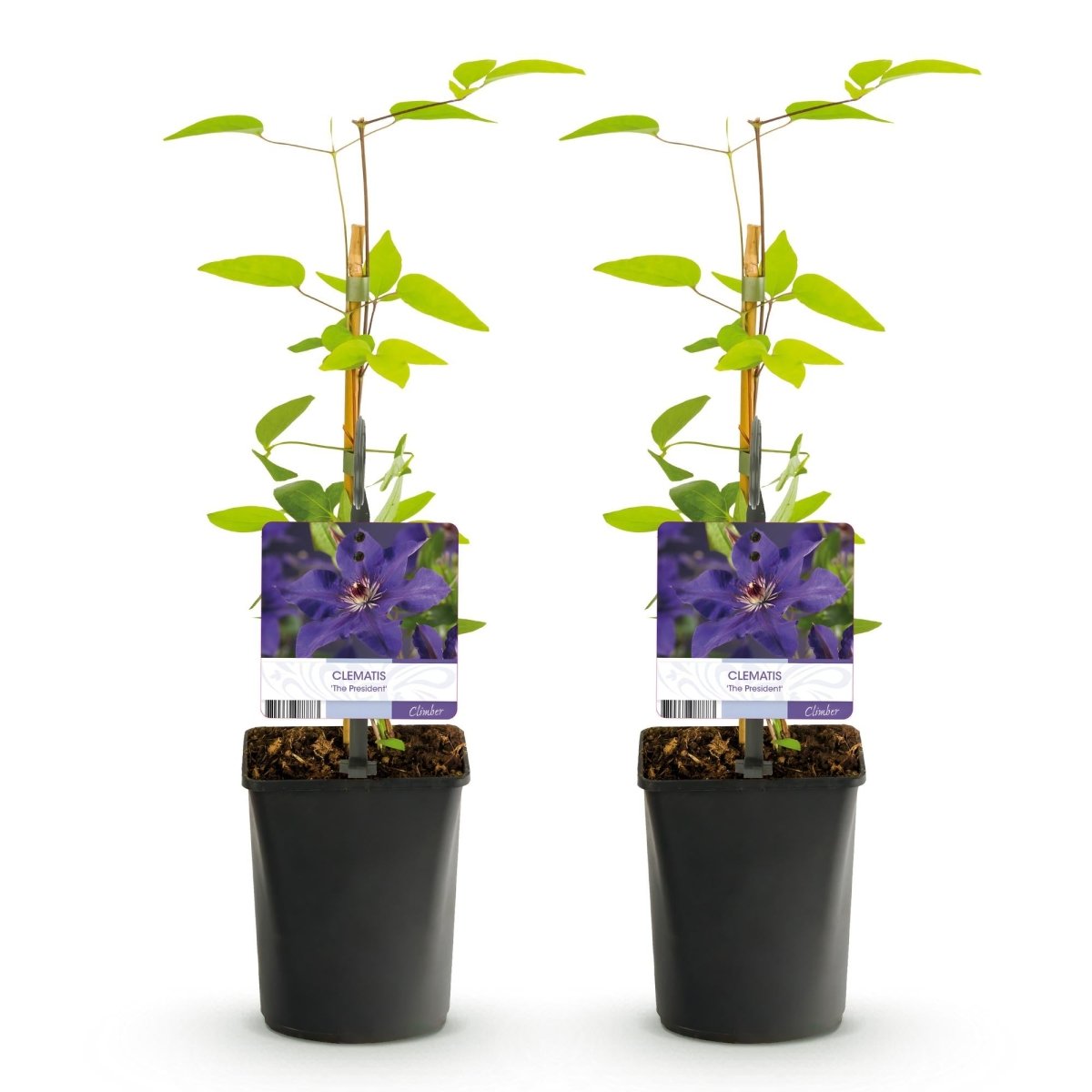 Clematis &
