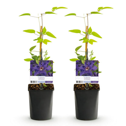 Clematis &