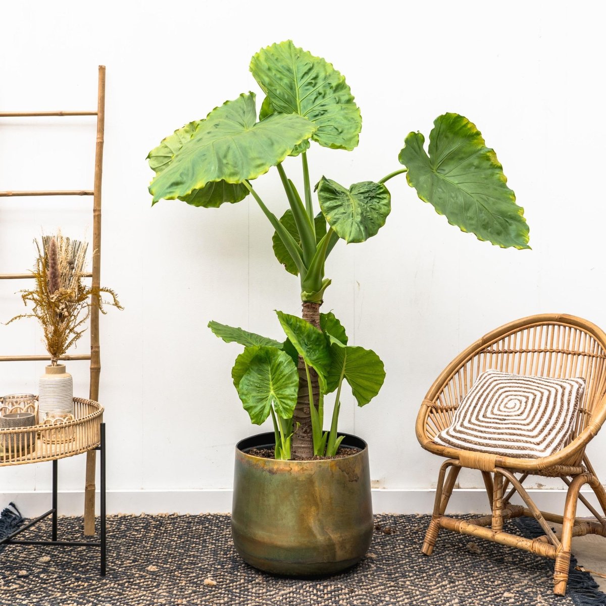 Alocasia Portodora | 180 cm XL - Zimmerpflanze – Exotischer Blickfang für Zuhause &amp; Büro - Wurzelwerk Design