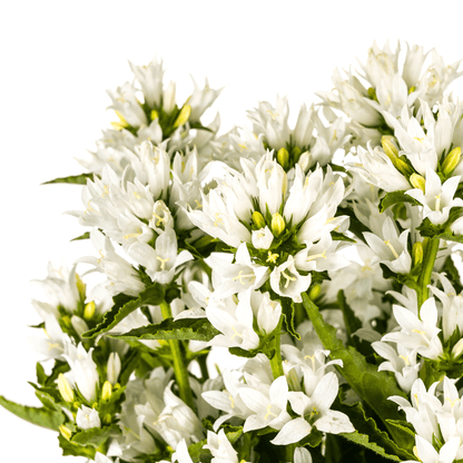 Knäuel - Glockenblume „Genti“ Ø 19 cm - Höhe 30 - 40 cm - Wurzelwerk Design