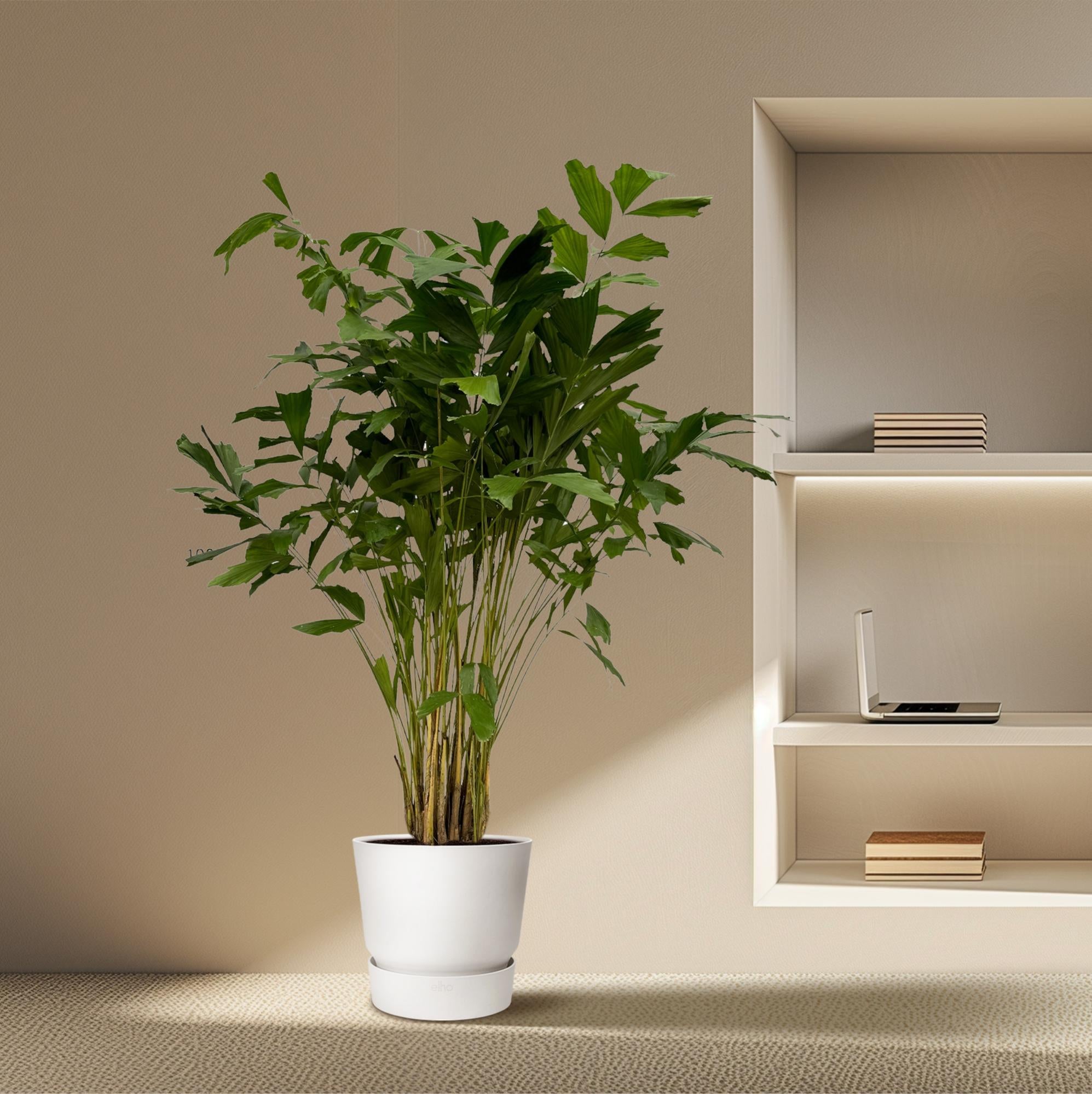 Fischschwanzpalme Caryota mitis in verschiedenen Größen, tropische Zimmerpflanze, grüne Blätter, Everspring Marke