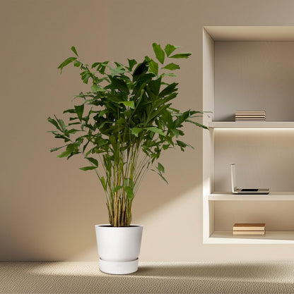 Fischschwanzpalme Caryota mitis in verschiedenen Größen, tropische Zimmerpflanze, grüne Blätter, Everspring Marke