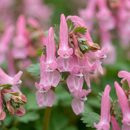 Lerchensporn Beth Evans – Corydalis solida online kaufen | 40 bis 160 Knollen, rosa &amp; schattenverträglich – Wurzelwerk Design