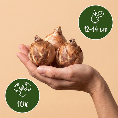 Narzisse Macaron Bloss – Narcissus online kaufen | 10 bis 80 Blumenzwiebeln, weiß-gelb &amp; auffällig – Wurzelwerk Design