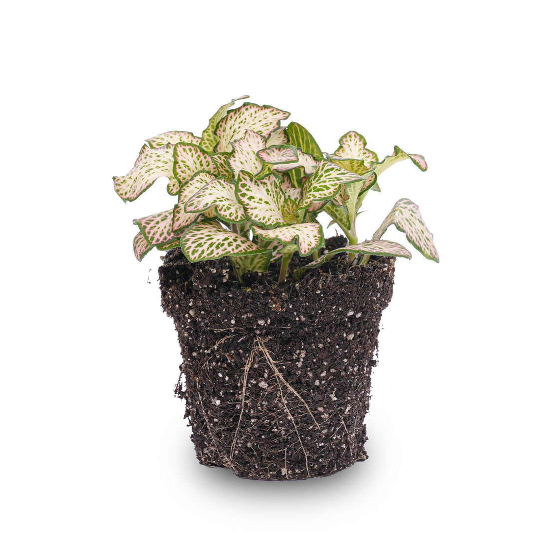 Fittonia Pink Tiger Rosa Pflanze in weiß-grünen Mosaiktopf, Everspring, 8 cm Durchmesser, Zimmerpflanze mit pinken Blättern