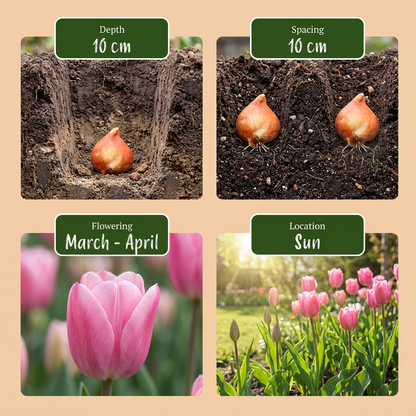Blumenzwiebel-Mischung Rosa – für große Flächen online kaufen | 250 bis 1000 Zwiebeln – Wurzelwerk Design