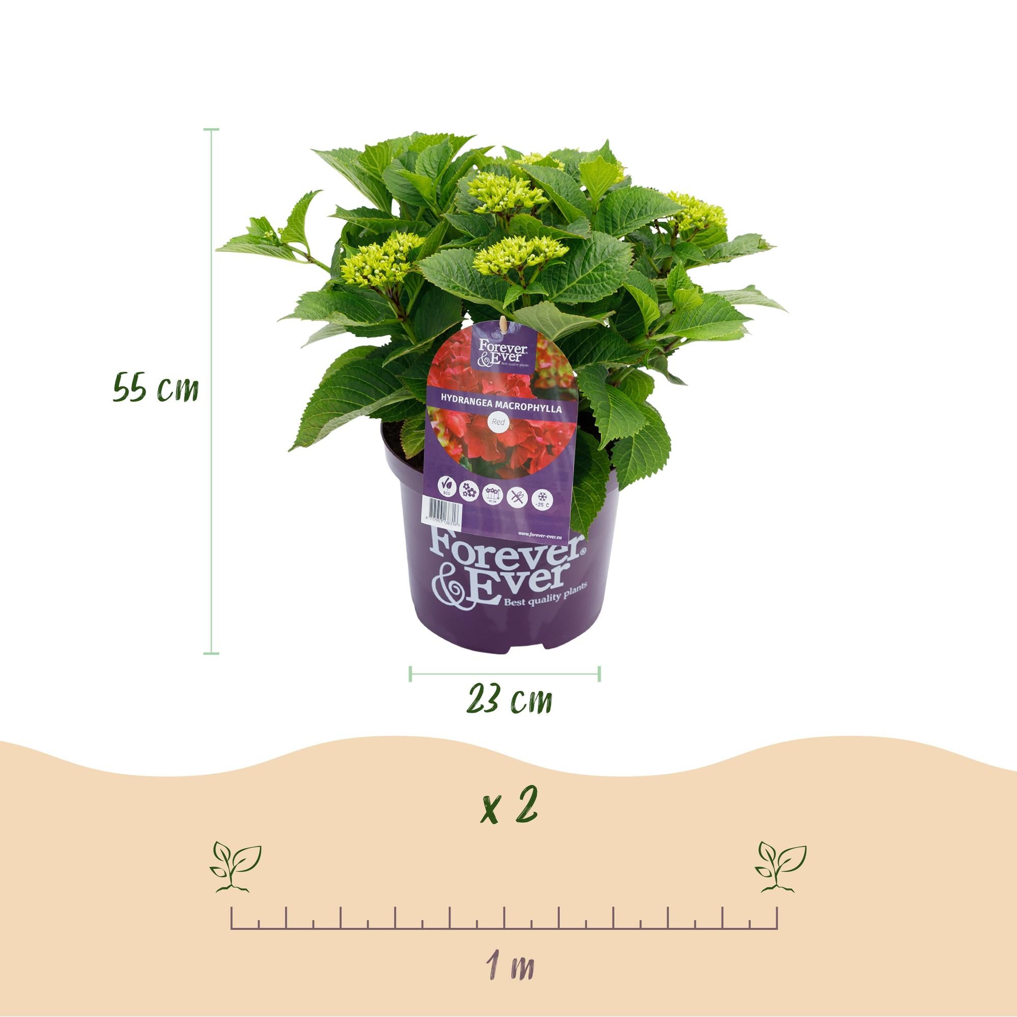 Balkon-Hortensie Forever &amp; Ever Rot – 2 Pflanzen – 7–12 Blüten – Ø23 cm Topf – Höhe ca. 55 cm