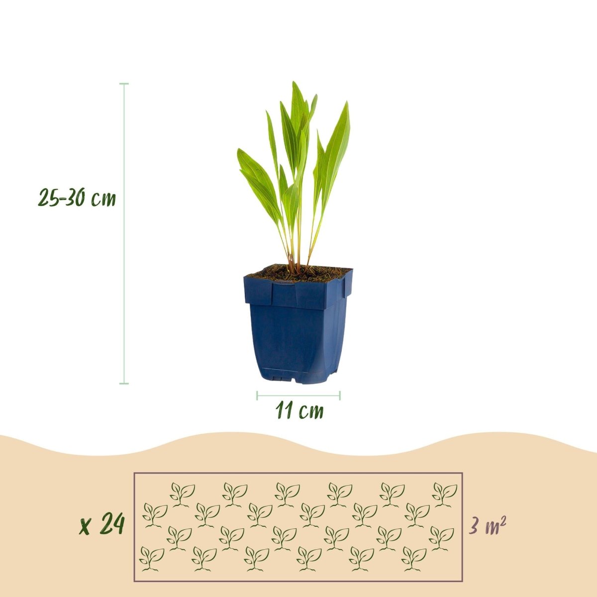 Stauden - Paket - Bienen - und Schmetterlingsanziehend - 24 Stauden - Für 3 m² - Verschiedene Farben - Pflegeleicht - Topf 11 cm - Wurzelwerk Design