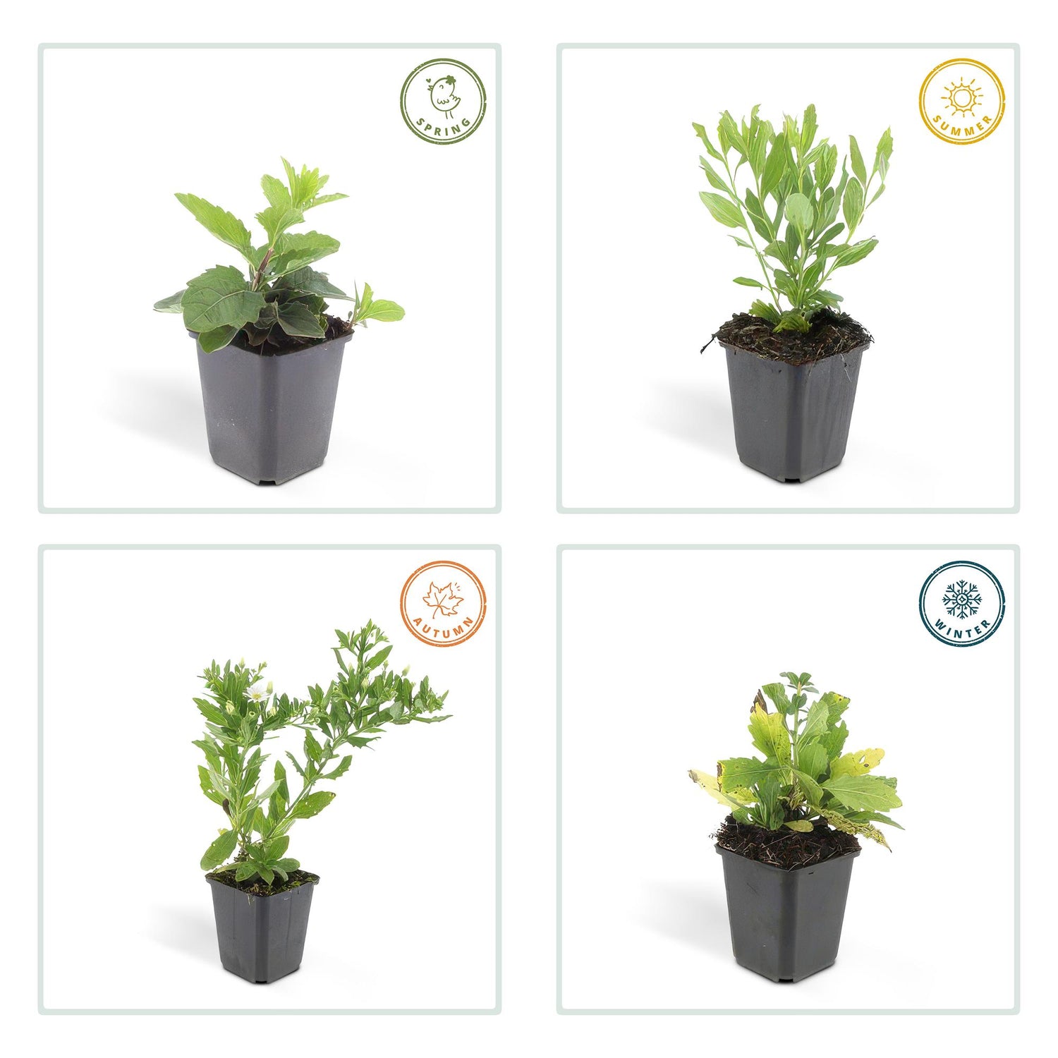 24x Aster ageratoides ‘Ashvi’ – Herbst-Aster mit zarten Blüten – Höhe 10–25 cm – Ø 9 cm