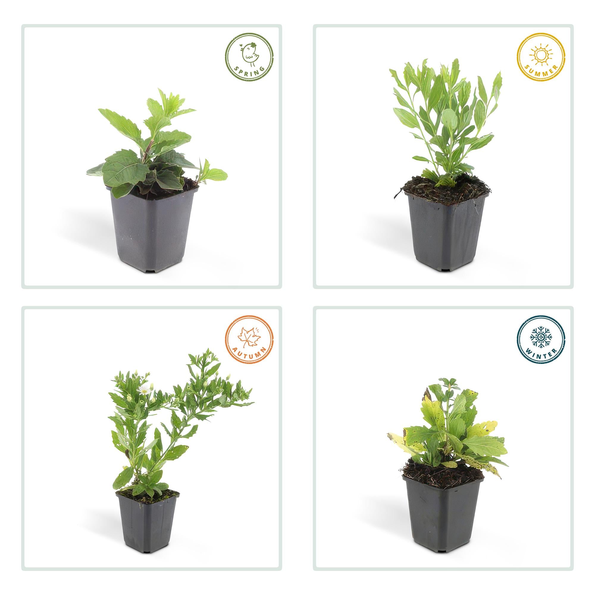 24x Aster ageratoides ‘Ashvi’ – Herbst-Aster mit zarten Blüten – Höhe 10–25 cm – Ø 9 cm