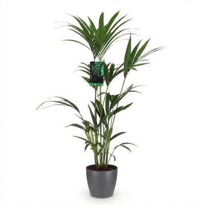 Everspring Kentia-Palme Howea Forsteriana, 120-130cm hoch, mit Korb oder Topf, grüne, elegante Zimmerpflanze in Thumbnail-Ansicht