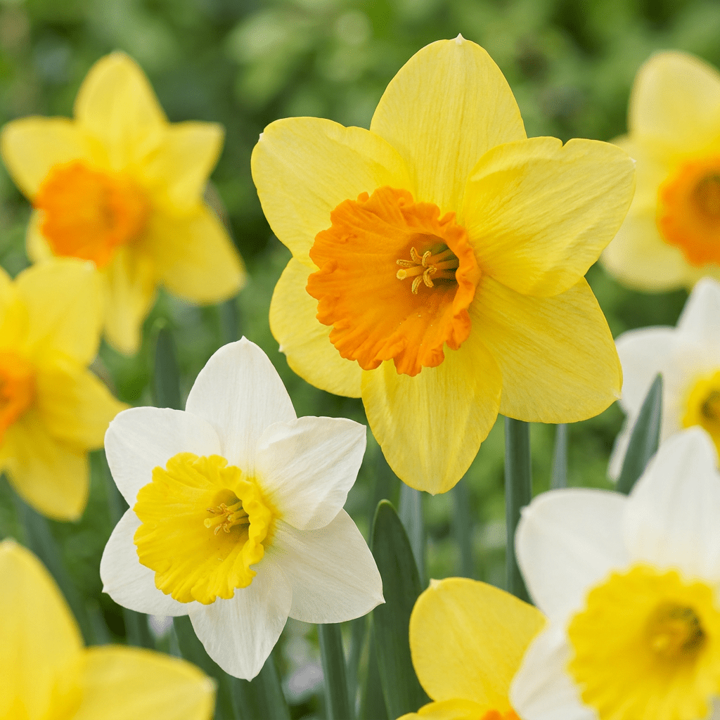 Großkronige Narzissen Mischung – Narcissus online kaufen | 30 bis 120 Blumenzwiebeln, gelb-weiß &amp; großblütig – Wurzelwerk Design - Wurzelwerk Design