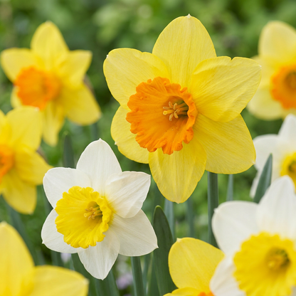 Großkronige Narzissen Mischung – Narcissus online kaufen | 30 bis 120 Blumenzwiebeln, gelb-weiß &amp; großblütig – Wurzelwerk Design