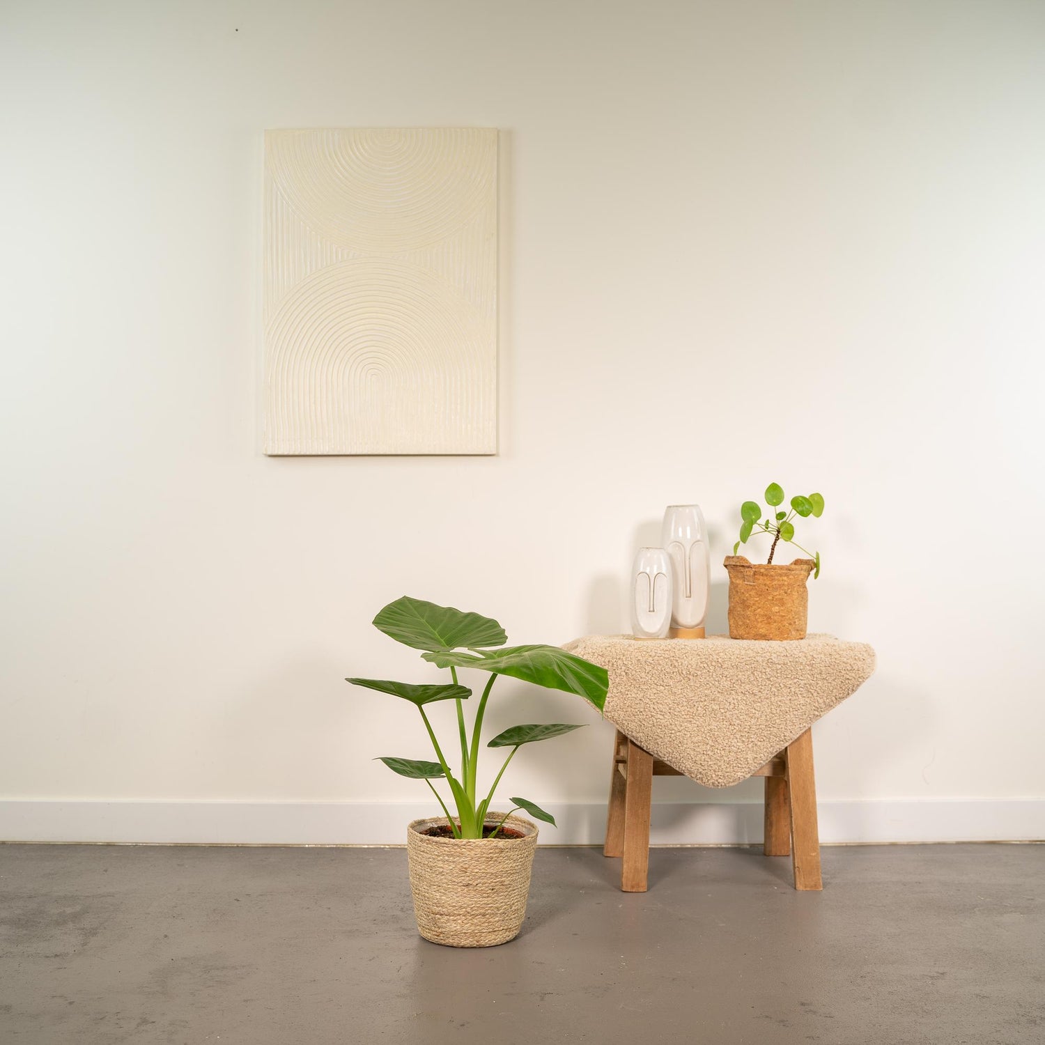 Everspring Alocasia macrorrhiza Pflanze mit großen Blättern, 70 cm hoch, im Korb Selin, grün und üppig.