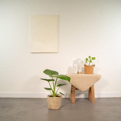 Everspring Alocasia macrorrhiza Pflanze mit großen Blättern, 70 cm hoch, im Korb Selin, grün und üppig.