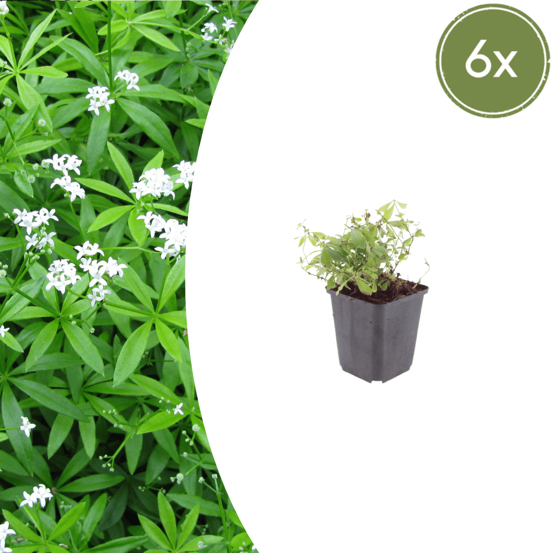 6x Galium odoratum Pflanzen, ca. 10-25cm hoch, in Ø9cm Töpfen, von Everspring, für Garten und Balkon
