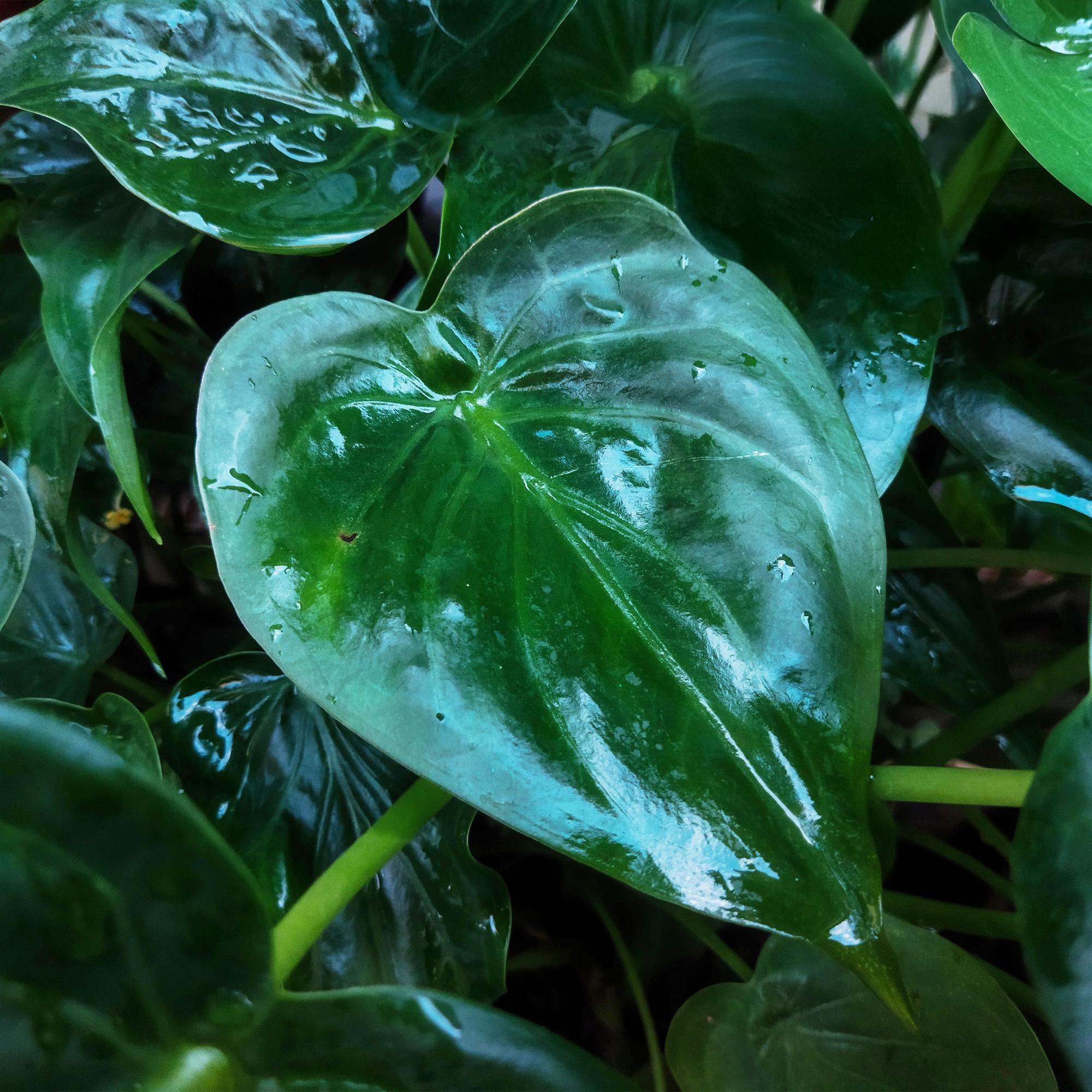 Alocasia Cucullata Pflanze mit Korb im Topf, Everspring, Höhe 65-70cm, grüne Blätter, Thumbnail-Image