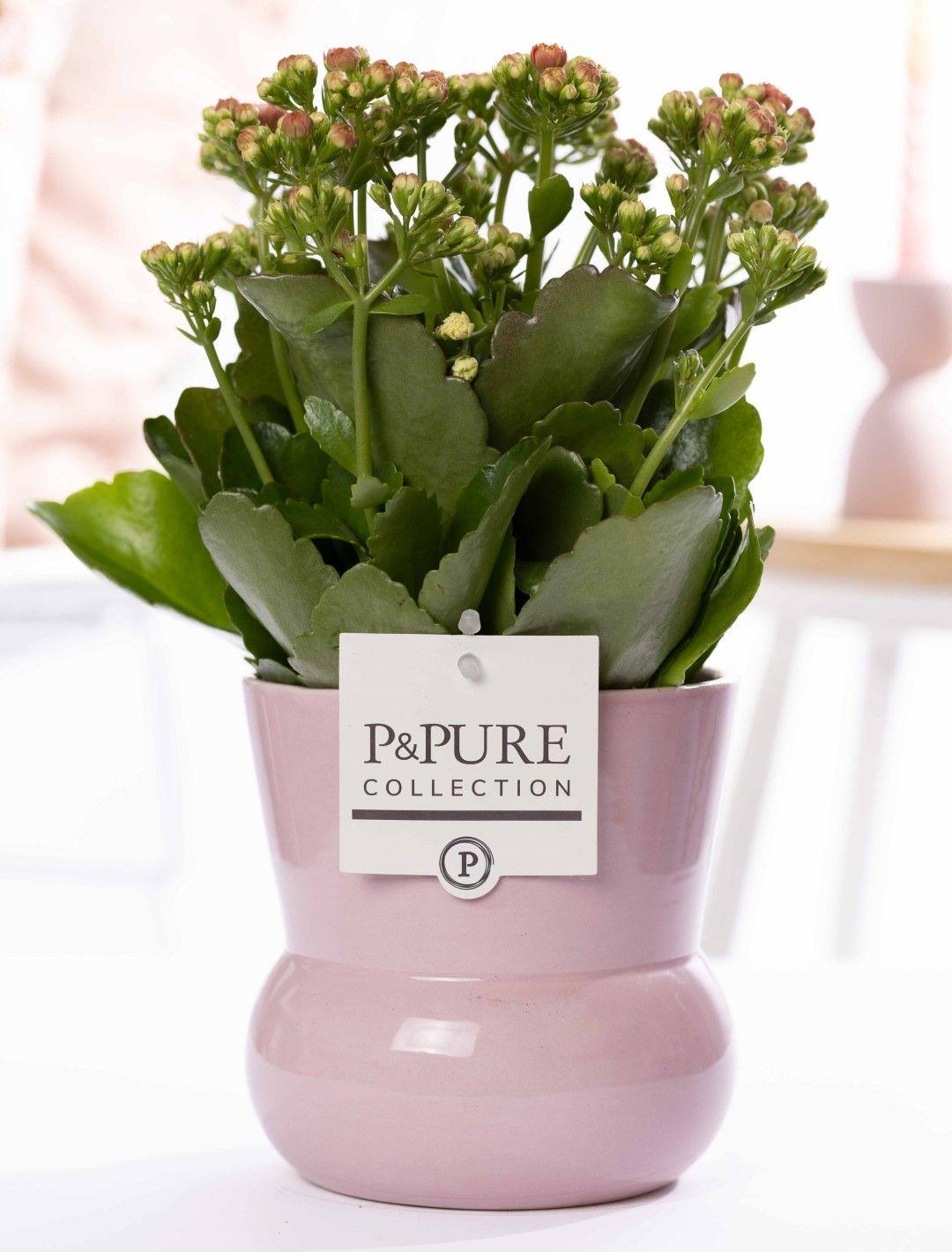 Everspring Kalanchoe Pink in P&amp;PURE Pflanzgefäß Maxima Pink, 12cm Durchmesser, 27cm hoch, mit blühender Pflanze.