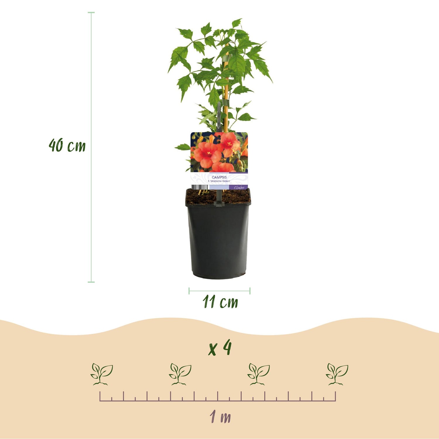Kletterpflanzen-Mix | Clematis, Efeu, Geißblatt &amp; Trompetenblume – Farbenprächtige Kletterpflanzen für Garten &amp; Terrasse