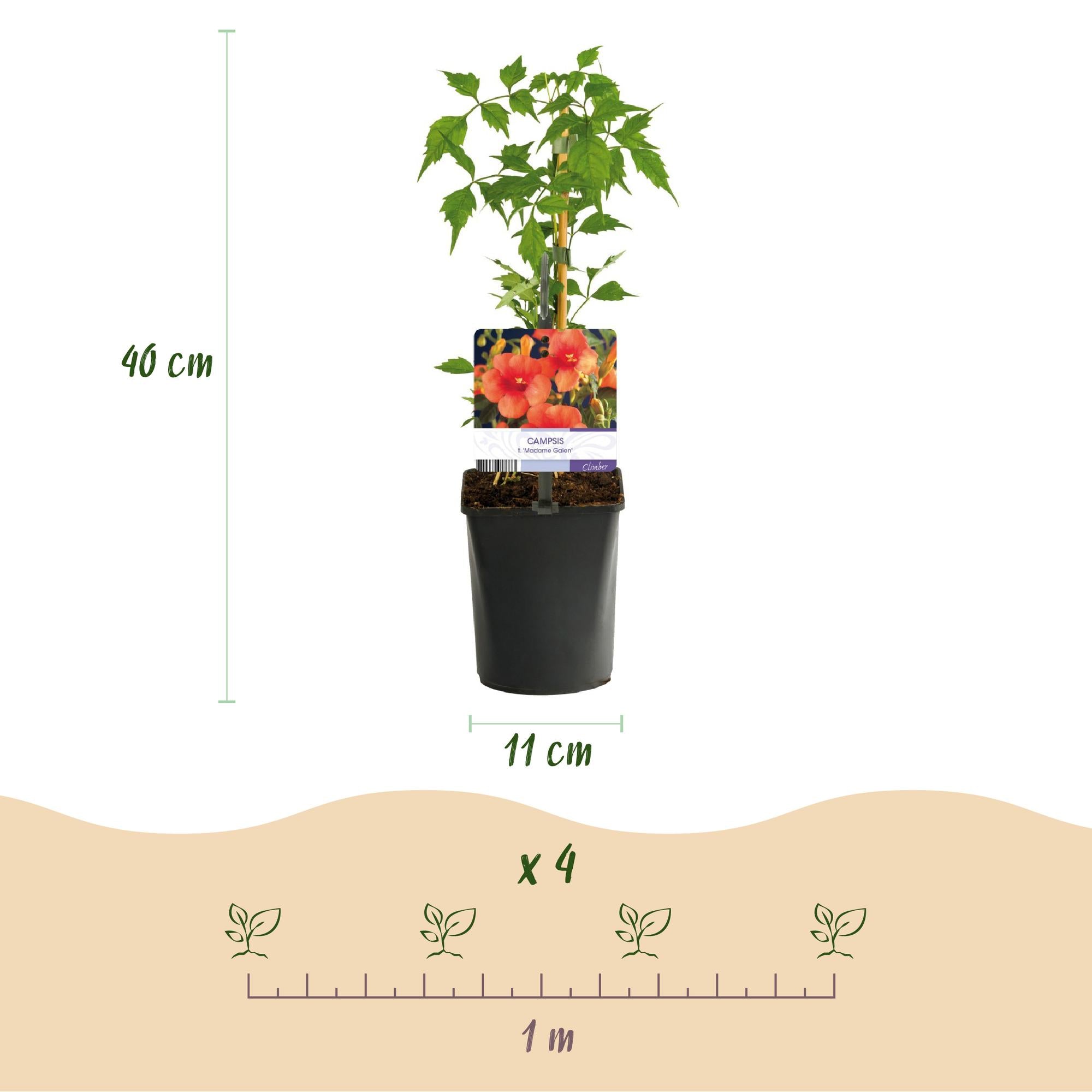 Kletterpflanzen-Mix | Clematis, Efeu, Geißblatt &amp; Trompetenblume – Farbenprächtige Kletterpflanzen für Garten &amp; Terrasse