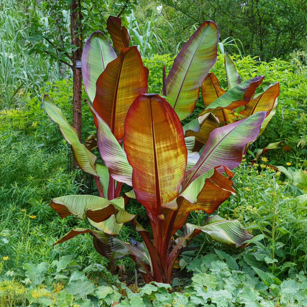 Bananenpflanze - Ensete ventricosum Maurelli - Winterhart - 2 Pflanzen - Topf 17cm Höhe 40cm - Wurzelwerk Design