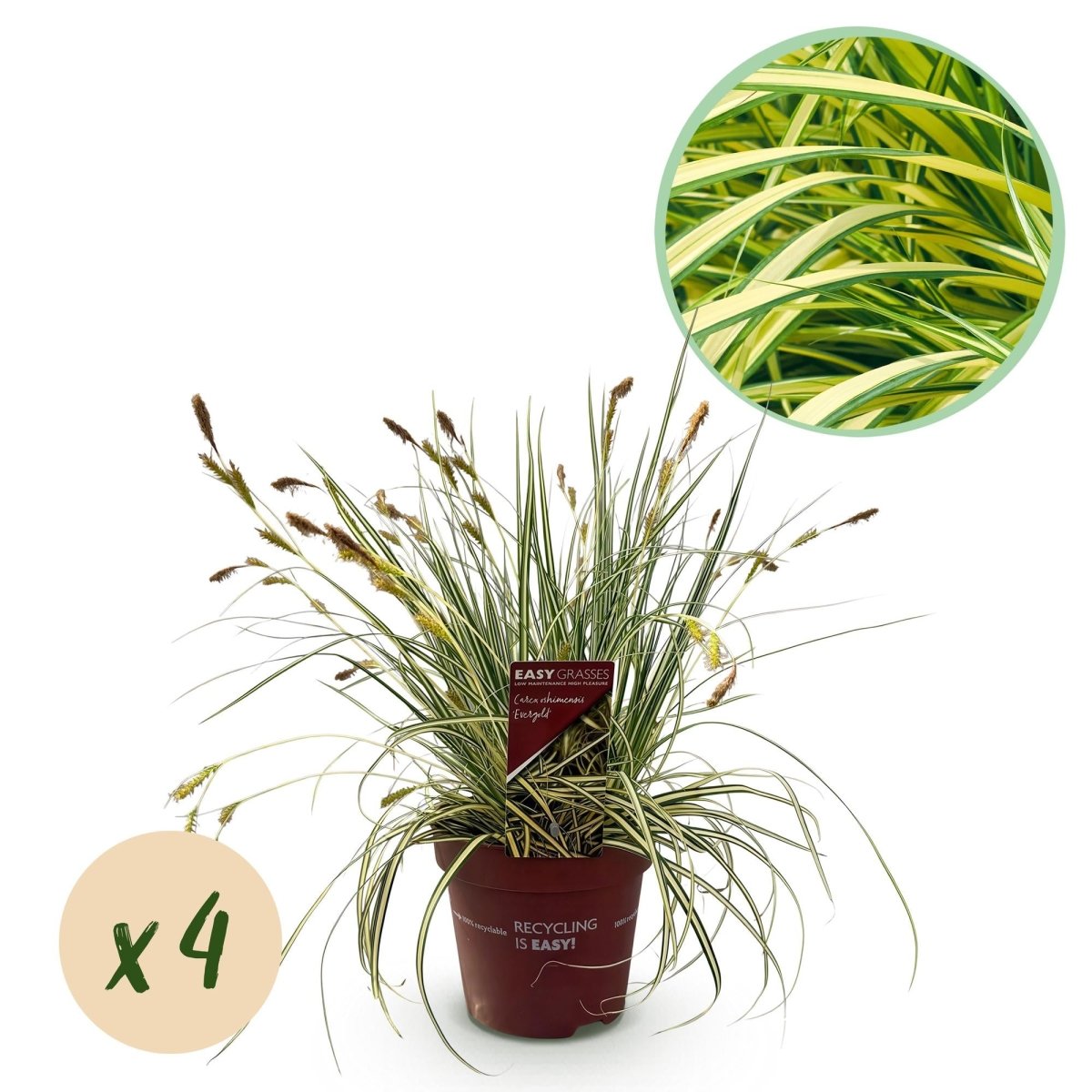Gelbgrüne Gartensegge Evergold - Gelb &amp; Grün - 4 Pflanzen - Immergrün - Wenig Pflege - Topf 17cm Höhe 50cm - Wurzelwerk Design