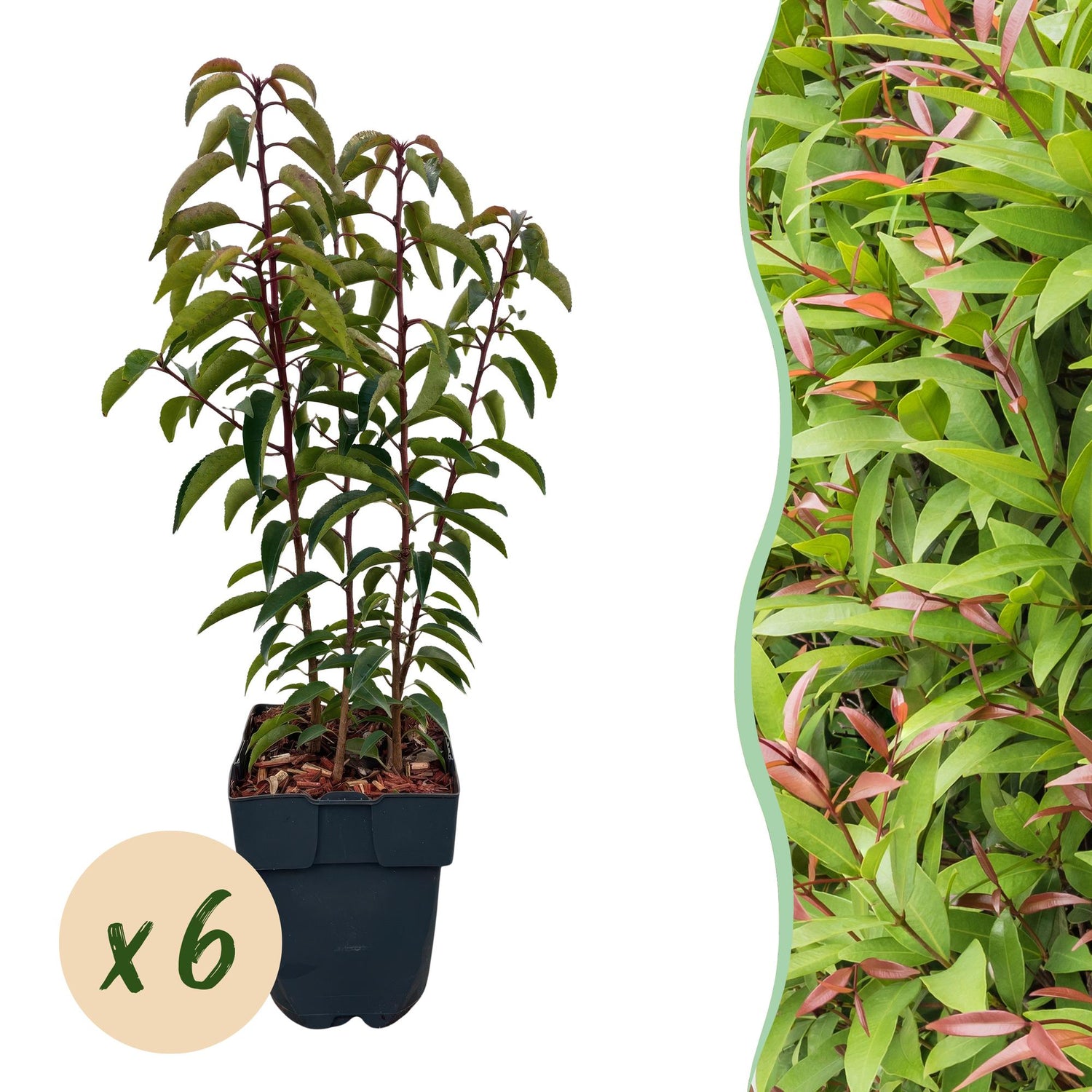 Sechs grüne Prunus lusitanica Angustifolia Heckenpflanzen im Topf, immergrün, 50cm hoch, für Hecken und Sichtschutz.